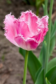 Flower pink tulip. Vertical shot.