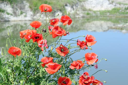 poppy flower spring scene