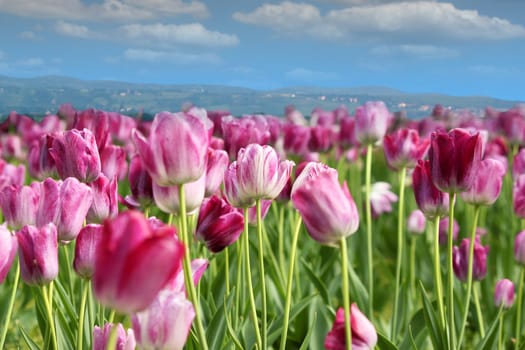 spring tulip flower