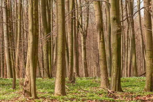 Spring forest