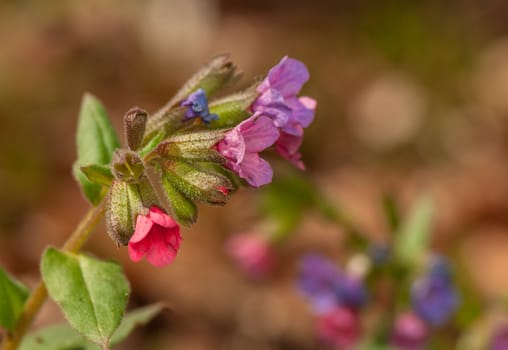 Pulmonaria