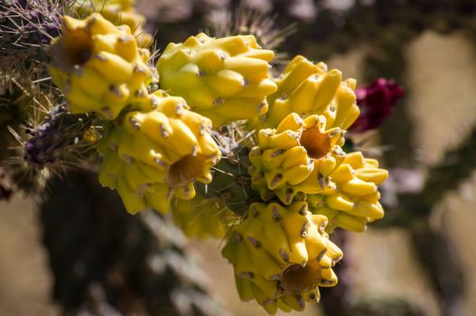 Close up of prickly cactus in Arizona desert