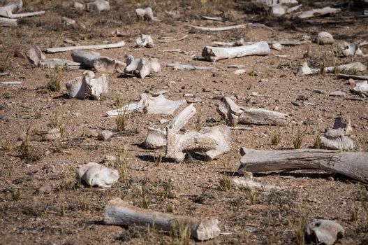 Scattered dry cow bones on Arizona dessert floor.