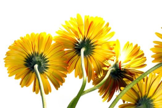 Yellow gerbera flowers on a white background. Bottom view.