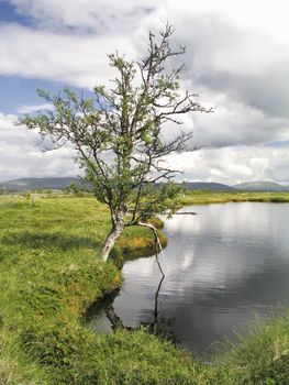 Beautiful landscape of lake and tree