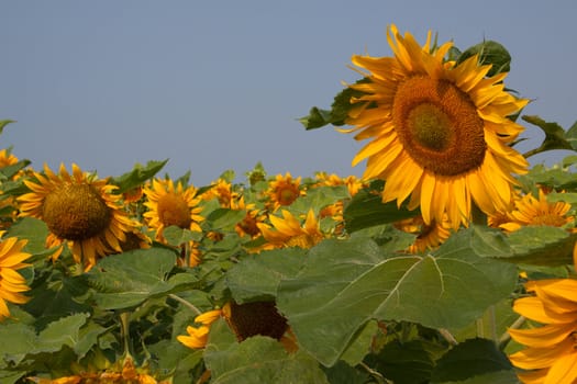 A Sunflower field with one sunflower above  the rest standing out.