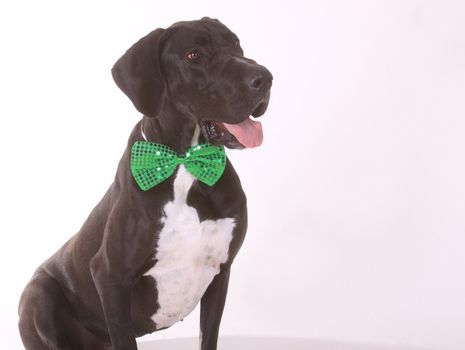 A dog, Great Dane, wearing a green bowtie.