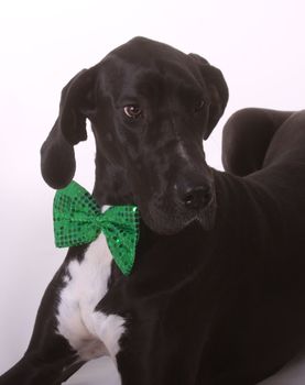 A dog, Great Dane, wearing a green bowtie.