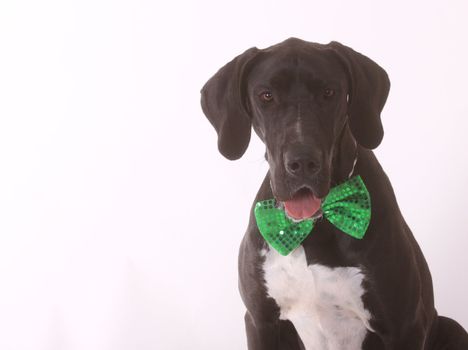 A dog, Great Dane, wearing a green bowtie.