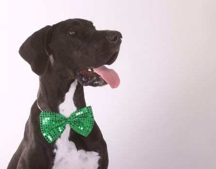 A dog, Great Dane, wearing a green bowtie.