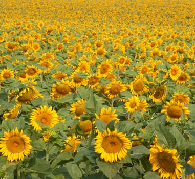 A sunflower field in full bloom.