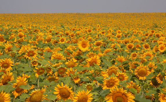 Sunflower field