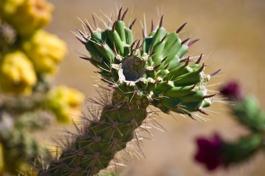 Close up of prickly cactus in Arizona desert