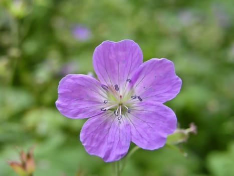 Beautiful wild flower closeup on green