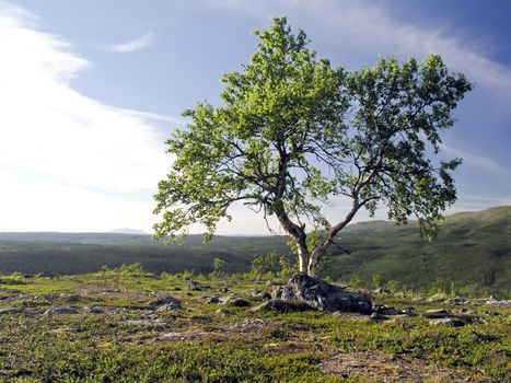 Lonely tree on the mountain