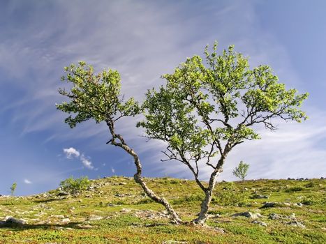 Lonely tree on the mountain