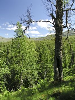 Nature landscape of mountain and tree
