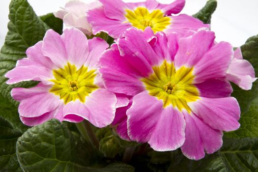 Beautiful fresh flowers closeup onwhite