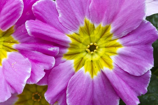 Beautiful and pink flowers closeup