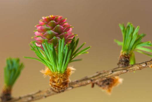 Larch flower