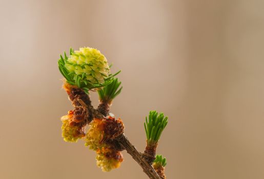 Larch flower