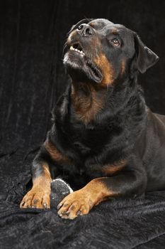 Pure bred rottweiler - on black background