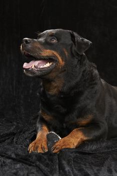 Pure bred rottweiler - on black background