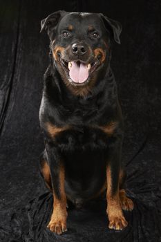 Pure bred rottweiler - on black background