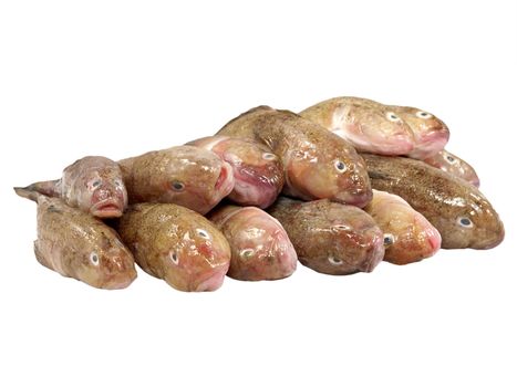 Fresh fish isolated on a white background.