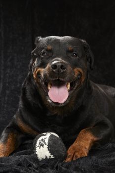 Pure bred rottweiler - on black background