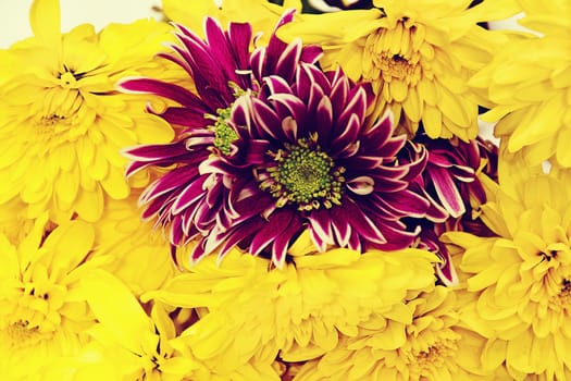 Beautiful vintage summer flowers close-up.