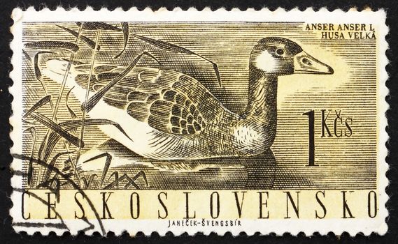 CZECHOSLOVAKIA - CIRCA 1960: a stamp printed in the Czechoslovakia shows Greylag Goose, Anser Anser, Bird, circa 1960
