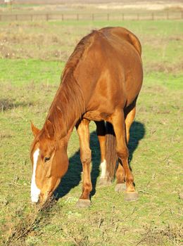 A brown horse on a green meadow.