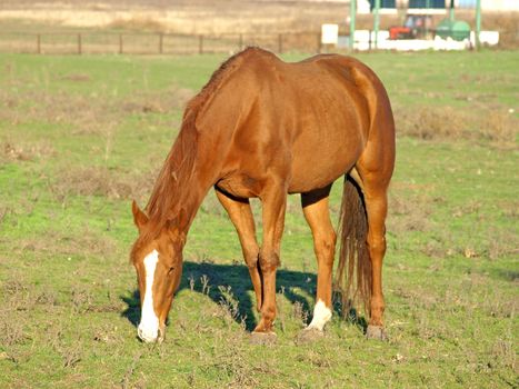 A brown horse on a green meadow.
