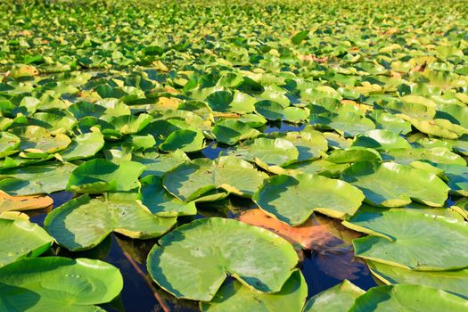 Bright green lilypads floating on a lkae