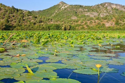 Wild lilypads and flowers on a lake in Montenegro