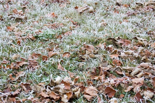 Frosty grass