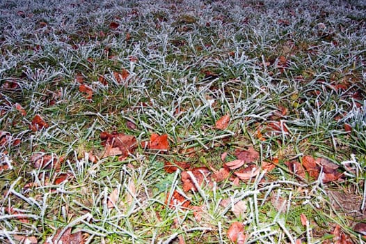 Frosty grass