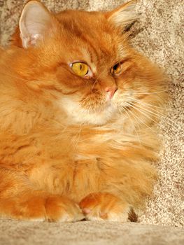 Red cat on the couch.