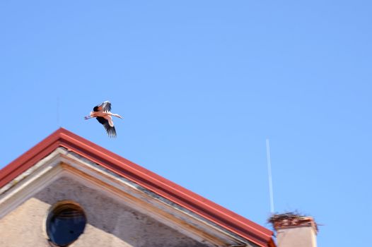 Flying stork descend in nest on chimney above roof of building.