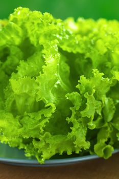 Fresh hydroponic lettuce on blue plate (Selective Focus, Focus on the front edges of the leaves)