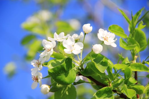 Image of white apple flowers