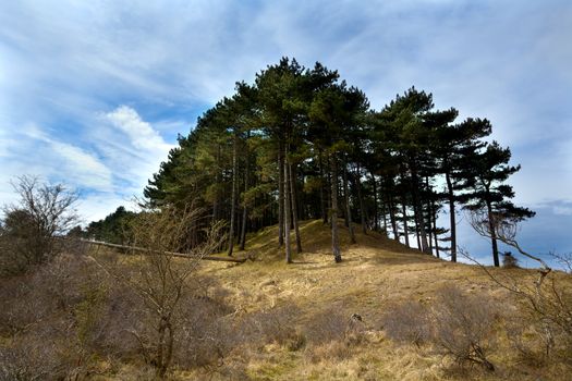 old coniferous forest on hill via wide angle