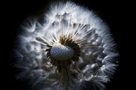 dru dandelion flower over black background