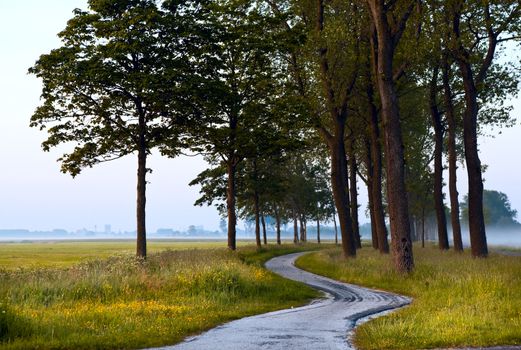 curved path between trees in early morning