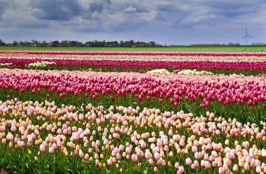 Dutch field with many pink and red tulips