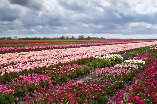 field with many beautiful colorful tulips