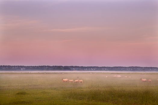 few sheep on pasture at early sunrise