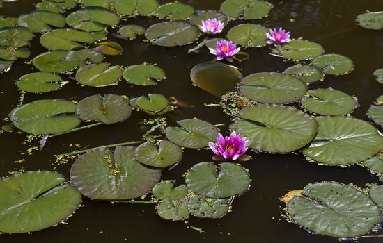 pink wild water lily outdoor