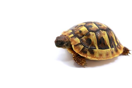 baby Hermann's tortoise on white background